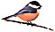 N.B. Provincial Bird