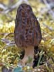 Morel mushroom: non-timber forest products provide meaningful employment.