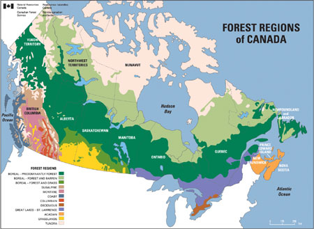 Figure 1: Distribution of forest types in Canada