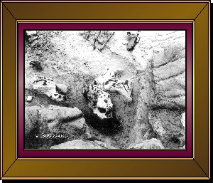 Fossiles de dinosaures cuirasss dans une carrire, 'badlands' du sud de l'Alberta, photographie de C.M. Sternberg