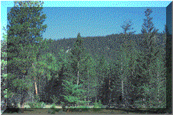 Recovering treated stand , Veasy Lake, BC, 1983- click to enlarge