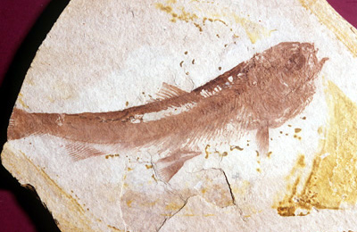 Fossile de trente centimtres de Eosalmo driftwoodensis, remontant  l'ocne, dcouvert  Smithers en Colombie-Britannique. Il s'agit du plus ancien saumon connu. Collections de l'Universit d'Alberta. (Photographie par Brian Chatterton.)