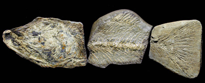 Trois nodules prservant des portions du saumon dulcicole kokani prlevs dans l'argile plistocne des rives du lac Kamloops. Collections du University College of the Cariboo. (Photographie par Brian Chatterton.)