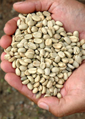 Les graines de caf