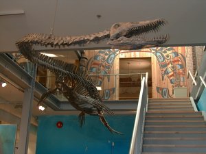The fossils of the elasmosaur was found near Courtenay, B.C. and can be seen
at the Courtenay Museum.