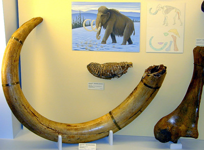 A tusk, third molar and large bone of a mammoth from the Yukon Territory. Tusk is over 1.1 m across curvature. University of Alberta Collections. (Photo by BDEC (c).)