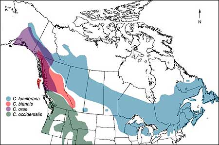 Distribution of the spruce budworm (C. fumiferana) and other budworms in Canada