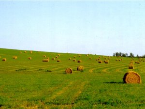 farmer's field with hay bales