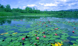 Water Lillies photo.