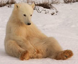 Polar Bears from Churchill Hotel