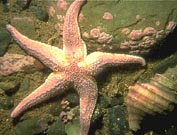 Image of 'Creature Search' creature: Common Sea Star.