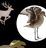 Bird Gallery Opening 26 December! Collage: Illustrated silhouettes of assorted animals; model of Daspletosaurus torosus; Willet (Tringa semipalmata) specimen; eastern cougar (Puma concolor couguar) specimen.