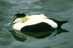 The common eider is a sea duck typical of northern seacoasts. Photo: US Fish and Wildlife Service