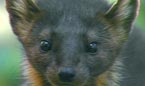 The Newfoundland Marten is an endangered species - Photo: Vidcraft Productions