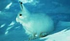 An Arctic hare in its winter coat.  Parks Canada / Roger Eddy