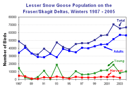 Graph of Lesser Snow Goose population on the Fraser/Skagit deltas, winter 1987-2005
