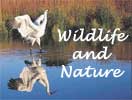 Wildlife and Nature home page; Photo: Whooping Cranes; B. Johns, Canadian Wildlife Service
