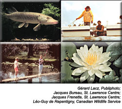 Photo: Yellow Perch, boat, boys fhishing, Water Lily