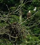 Les hérons comptent sur la présence dans la héronnière d'un couple de pygargues nicheurs pour se protéger contre d'autres oiseaux prédateurs. Photo : Tom Middleton