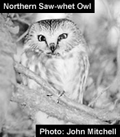 Northern Saw-whet Owl / John Mitchell