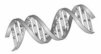 Image:  Part of DNA strand