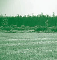 Photographie montrant une zone tampon arbustive entre le champ et le marais protg