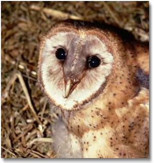 The Common Barn-Owl. Photo : Rob Butler