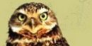 Burrowing Owl; Photo: G. Holroyd