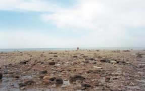 Photo d'une Terre humide côtière avec un niveau d'eau reduit / Maggie Young