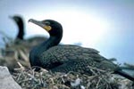 Double-crested Cormorant - Photo: John Mitchell