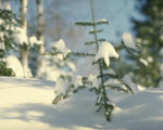 Les jeunes arbres ont besoin de soins additionnels en hiver. Photo : © COREL Corporation, 1994