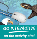 GO INTERACTIVE on the activity site!