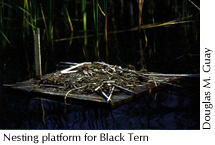 Nesting platform for Black Tern