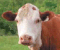 image - cow