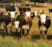 Cattle image