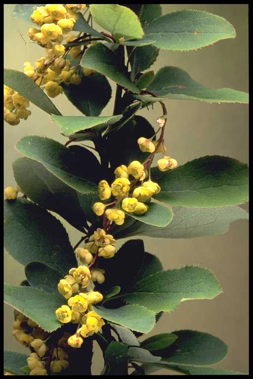 Common Barberry Flowers