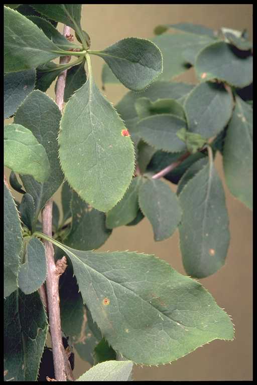 Common Barberry Leaves