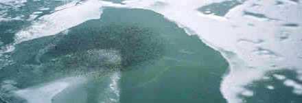 Aerial image of waterfowl on Lake St. Clair. Photo: CWS.