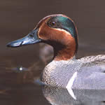 Image of a Green-winged Teal. Photo: CWS.