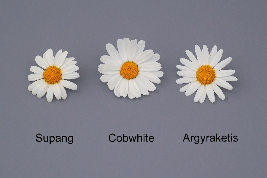 Argyranthme : Supang ( gauche) avec les varits de rfrence Cobwhite (au centre) et Argyraketis ( droite)