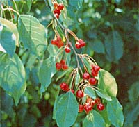 Picture of siberian crabapples