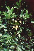 Picture of bur oak