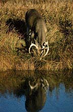 deer drinking at water's edge