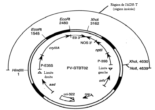 Exemple d'une carte dtaille d'un vecteur plasmidique