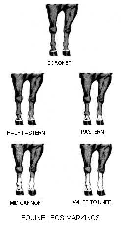 horse legs - markings