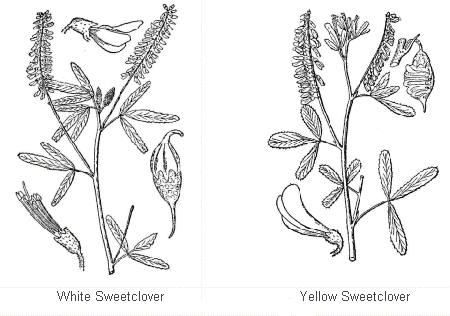from left to right - White Sweetclover and Yellow Sweetclover