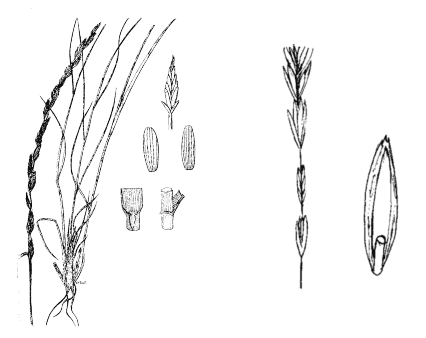 Tall Wheatgrass