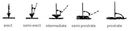 Image comparing Grasses: Growth Habit - from left to right are erect, semi-erect, intermediate, semi-prostrate, prostrate.