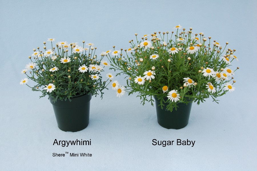 Argyranthemum: Argywhimi (left) with reference variety Sugar Baby (right)