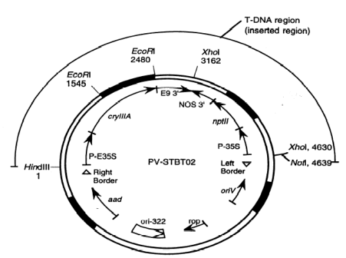 Example of a detailed map of a plasmid vector